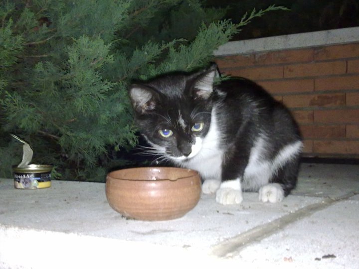 Chiqui,gatito de 3 meses en la calle en grave peligro Madrid Chiqui10