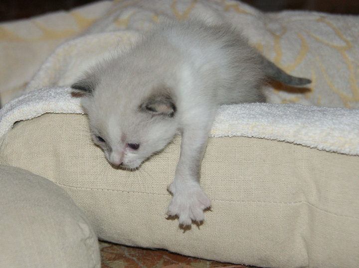 Gatita pariendo en la calle. URGE ACOGIDA GRANADA Madre310