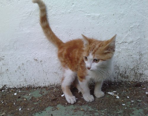 Adoptado -- Nino, gatito de 2 meses en barrio marginal en Sevilla URGEEE Nino12