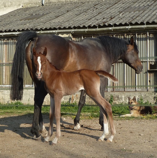 2011 Bhalil Kébévoa Bhalil18