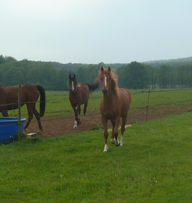 pouliches arabes endurance- P1000811