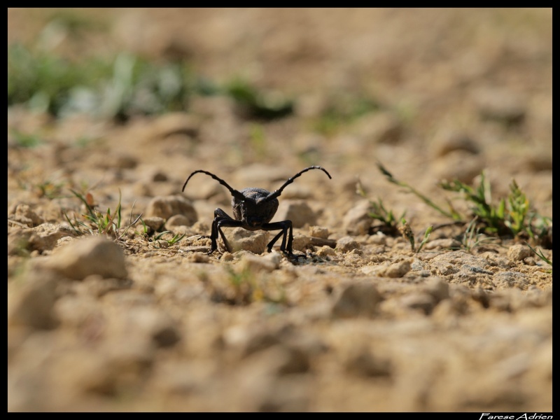 photos de reptiles et amphibiens de vos jardins - Page 10 Herpin14