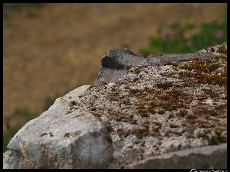 photos de reptiles et amphibiens de vos jardins - Page 10 Herpin19