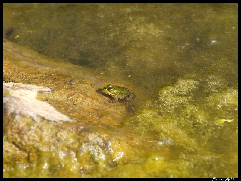 photos de reptiles et amphibiens de vos jardins - Page 10 Herpin26