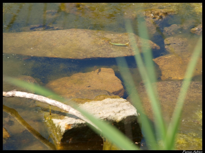 photos de reptiles et amphibiens de vos jardins - Page 10 Herpin28