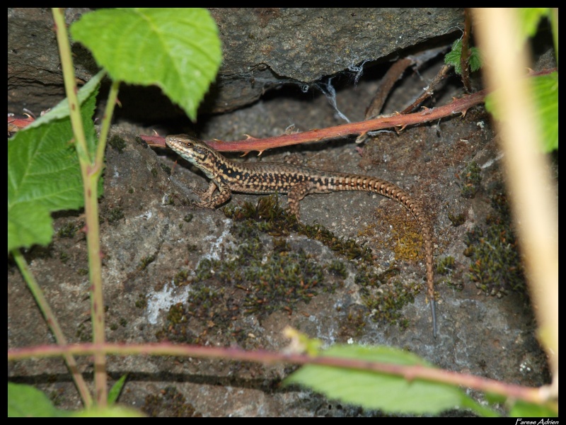 photos de reptiles et amphibiens de vos jardins - Page 10 Herpin35