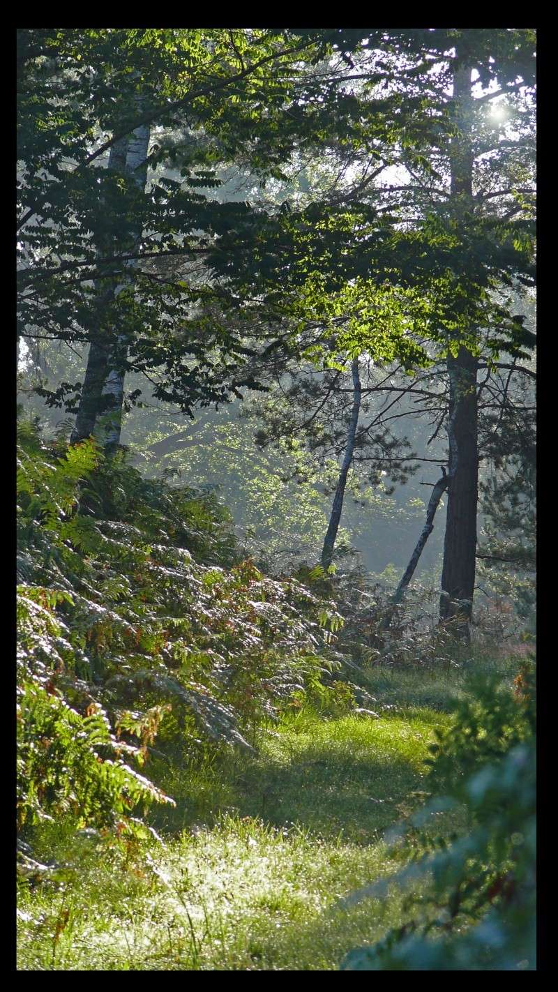 suite ambiance de foret à d'autres saisons P1030110