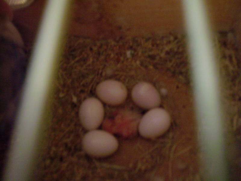 un huevo en el nido - Pgina 2 Miwi_b10