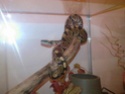 ptite photo de mon python!! Sp_a0210