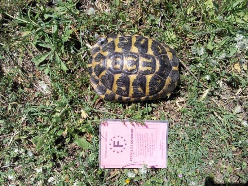 La tortuga d' Hermann de l' Albera ! Photo030