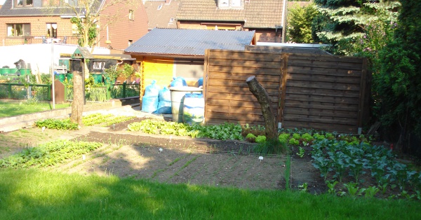 Mein Garten in 2011! Tipps und Anregungen wren toll! - Seite 7 Dsc05916