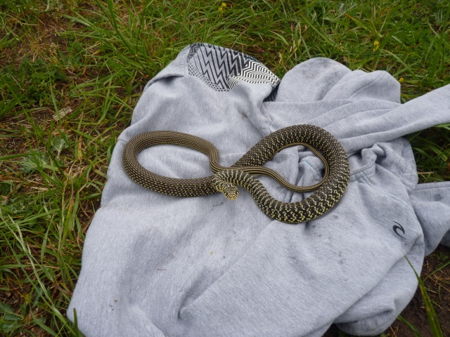 Nos premiers serpents avec Laurence P1060210