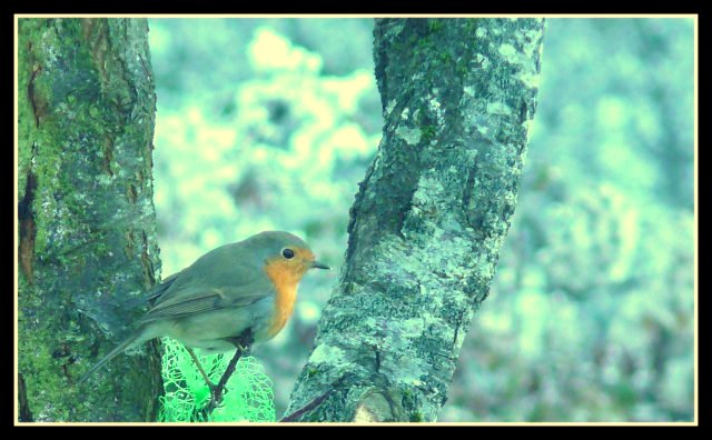 Mes premiers petits zoiseaux... 2007-115