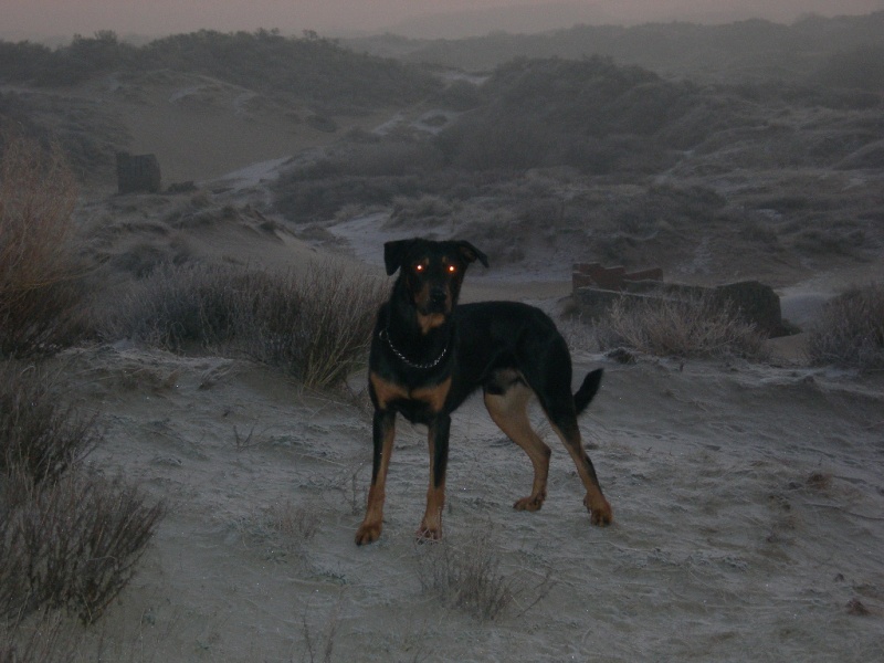 promenade a bray-dunes 01110