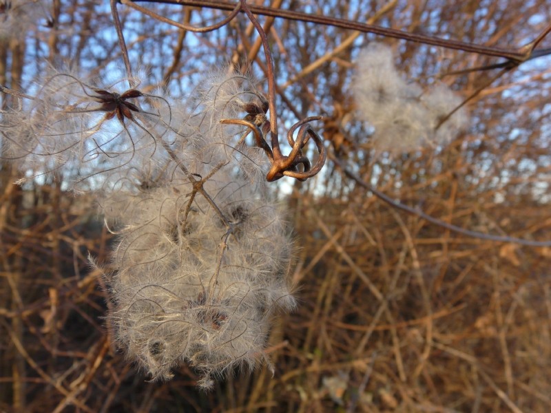 Quèqu'plantes Clemre10