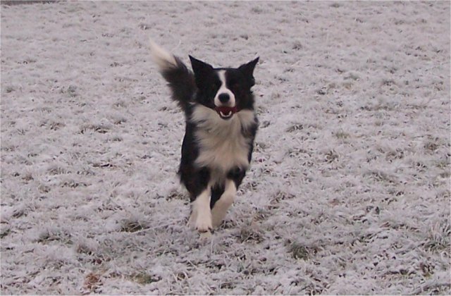 les chiens dans la neige ou le gele 2007-110