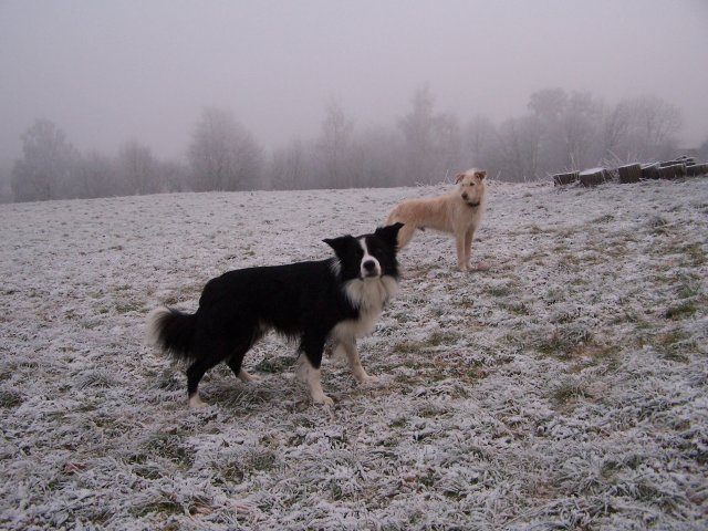 les chiens dans la neige ou le gele 2007-112