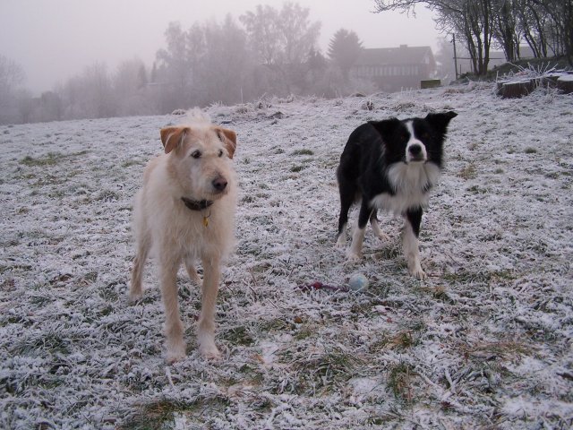 les chiens dans la neige ou le gele 2007-113