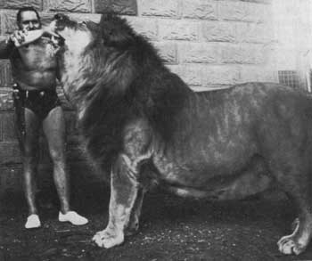 Le plus gros lion du monde!!!