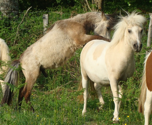 [Résolu] Isabelle Dsc03910