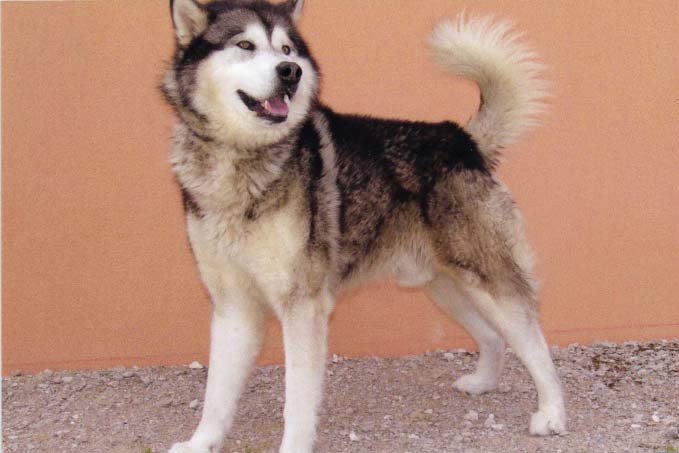 MATO superbe Malamute! castré: REF SUISSE - Page 2 Mato1010