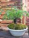 kusamono - Mon kusamono  peut t'il etre transformé en bonsai ? Dscn3310