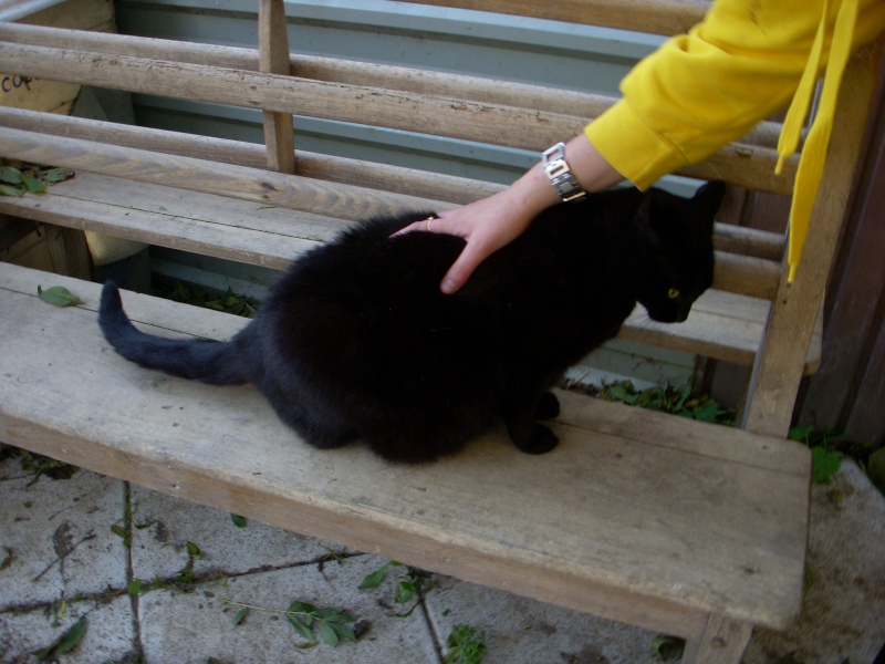 Mélia, chatte noire de 2 ans, stérilisée Dscn1912