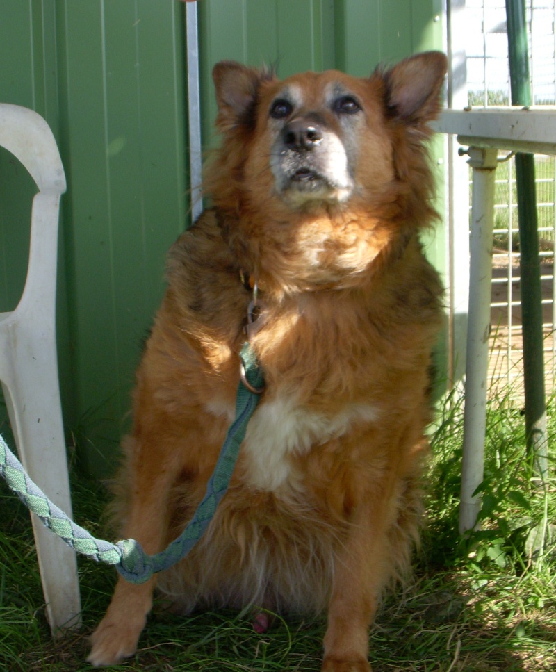 Rocky : gros nounours roux poils longs de 12 ans Rocky110