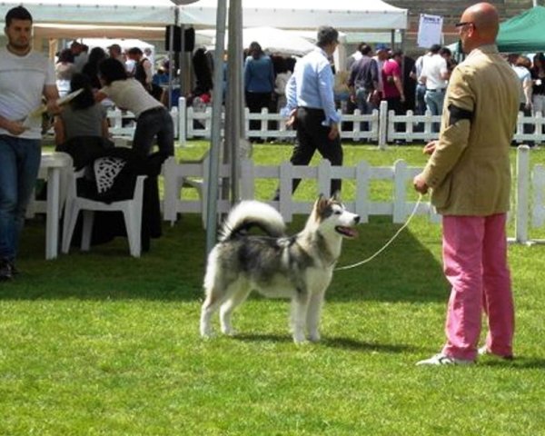 Internazionale di Catanzaro (14/05/2011) e Internazionale di Rende (speciale Malamute 15/05/2011) Grace_11