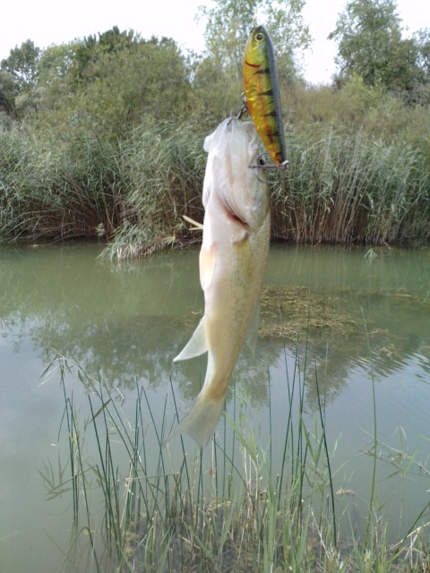 J'en suis fier.... Bass_l13