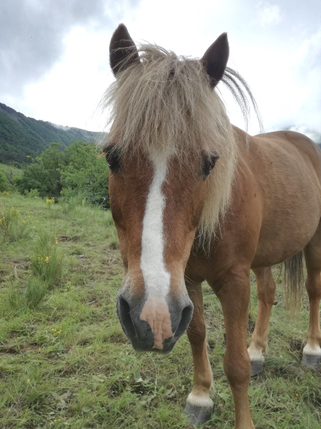 CARAMEL (dit GUSs) - ONC Poney né en 1991 - adopté en novembre 2019 par Jordane  Gus23610