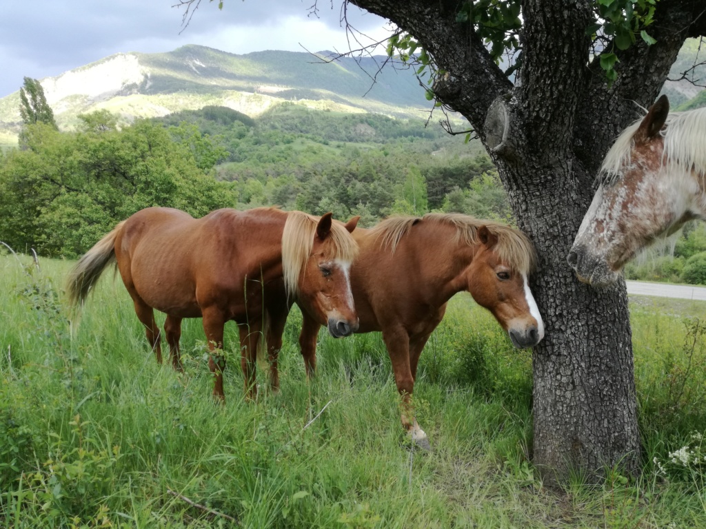 CARAMEL (dit GUSs) - ONC Poney né en 1991 - adopté en novembre 2019 par Jordane  Img_2014