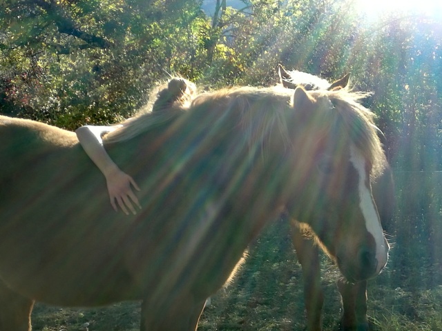 CARAMEL (dit GUSs) - ONC Poney né en 1991 - adopté en novembre 2019 par Jordane  - Page 2 Img_2043