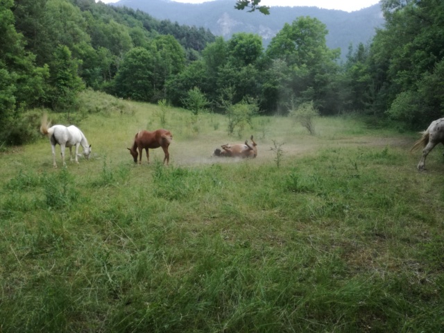 CARAMEL (dit GUSs) - ONC Poney né en 1991 - adopté en novembre 2019 par Jordane  - Page 2 Img_2097