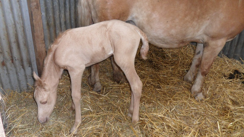 Bloody tonic"haflinger x DSA" Sam_1012