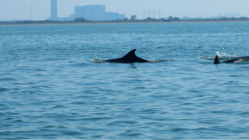 Al mare ! Ricognizione del delta per la nuova stagione ! Delfin13