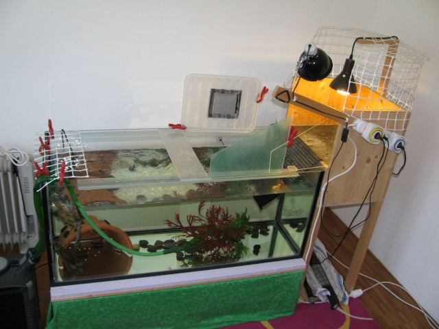 mon aquarium avec plage de ponte 06010