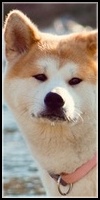 Shiiku Inu (Officiel) Chien_16