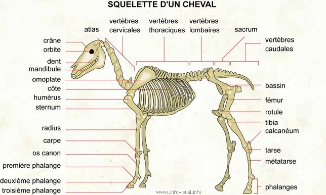 le squelette du cheval Squele10