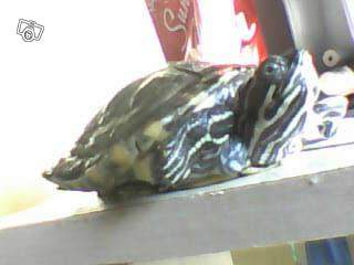 identification d'une tortue que je compte acheter 53158810