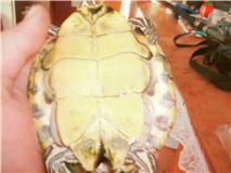 identification d'une tortue que je compte acheter Getatt10