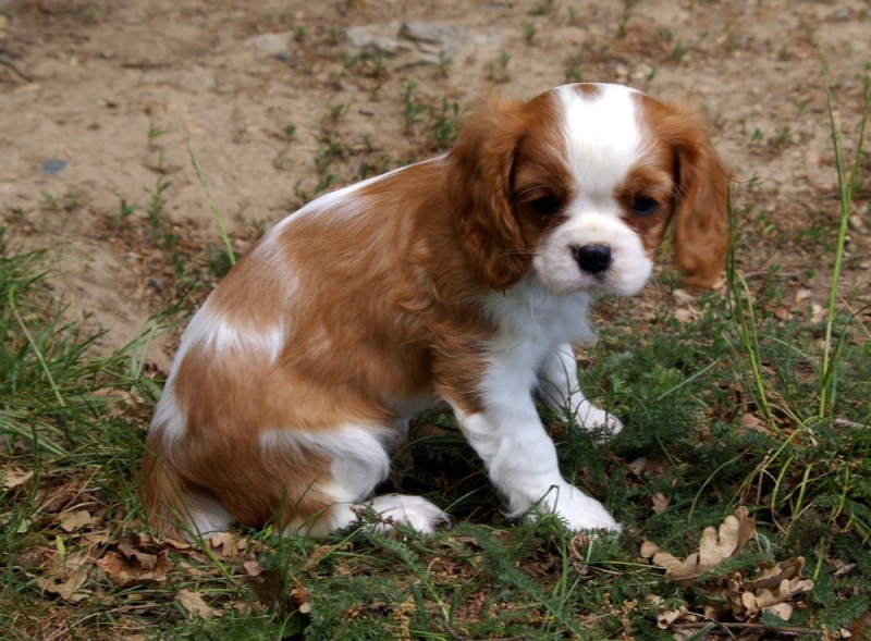 Cavaliers king charles en vadrouille - Page 2 Femell13