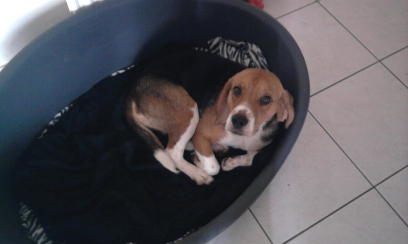 Recherche d'un covoiturage Vendée -> La Ferté-Bernard (72) pour DAISY, beagle femelle, 5 ans - Page 3 Daisy_10