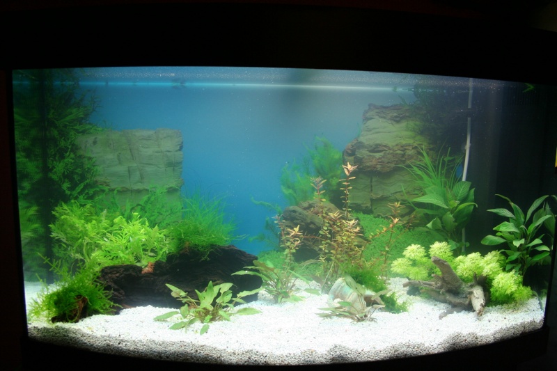 Lancement de mon nouvel aquarium Juwel vison 180 Img_9810