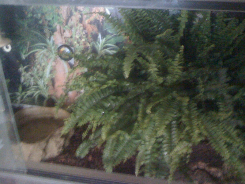 le terrariums de mon bci  Kiki_110