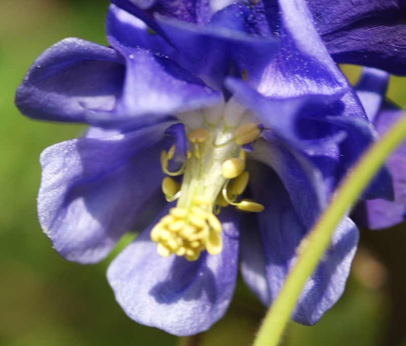 Aquilegia (Ancolie) - Page 3 1er_ma23