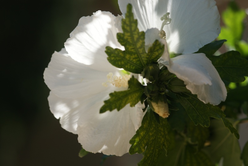 Mauve en arbre Hibiscus syriacus - Page 3 Althea12