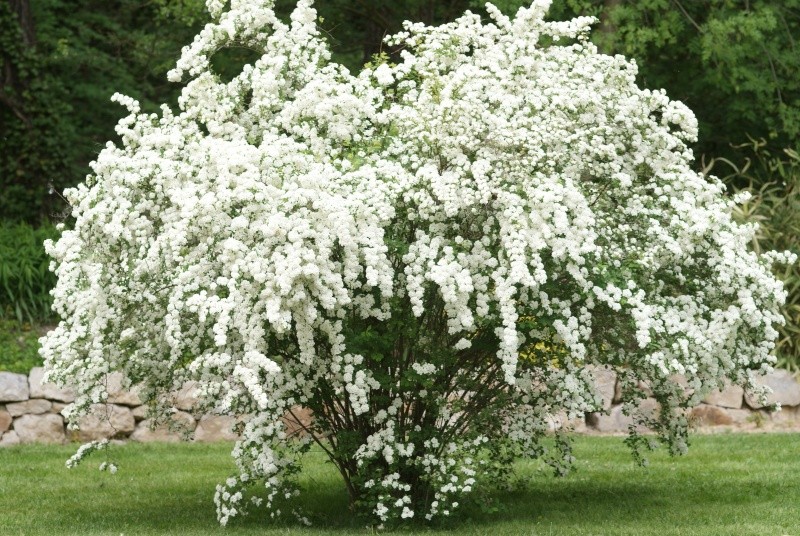 Spiraea ×vanhouttei , Spirée de Vanhoutt Arbore43
