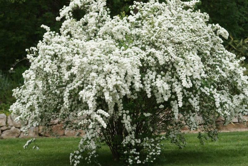 Spiraea ×vanhouttei , Spirée de Vanhoutt Arbore44