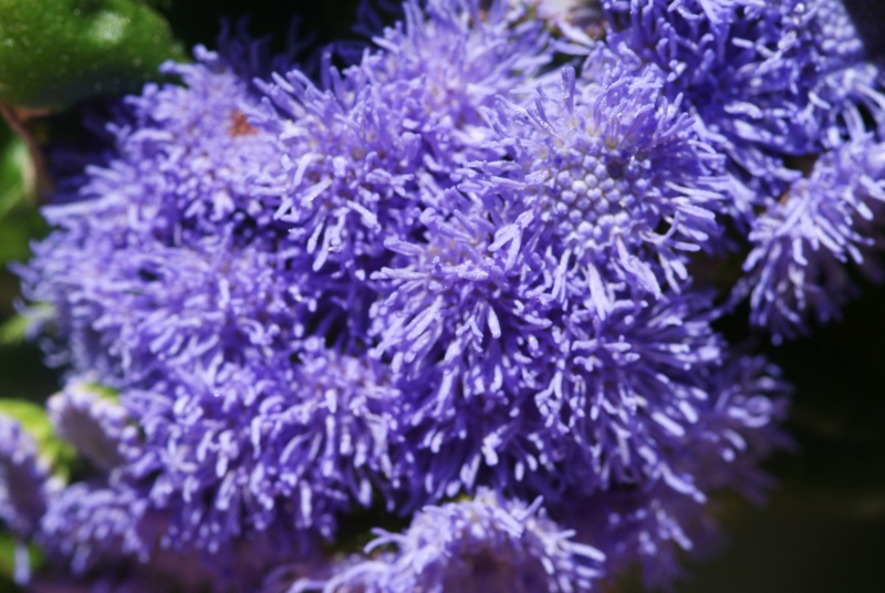 Ageratum Bebete12